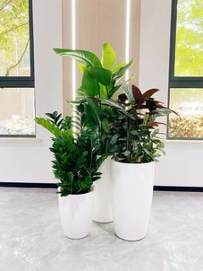 前湾花卉租赁大放送，实惠价格打造别样风景！